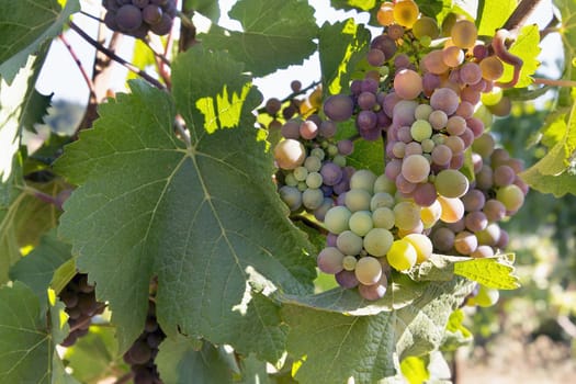 Colorful WIne Grapes Growing on Grapevine in Vineyard