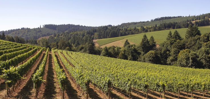 Winery Grapes Vineyard Landscape Panorama