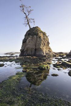 Pig and Sows Inlet Rock in Garibaldi Oregon Coast Tillamook Bay at Low Tide