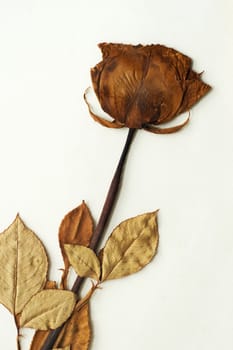 Dried rose