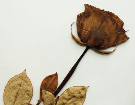 Dried rose