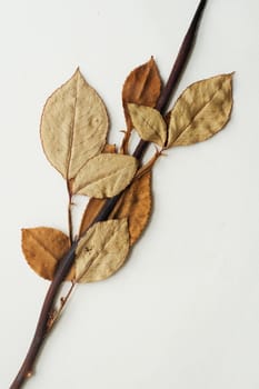 Dry leaves