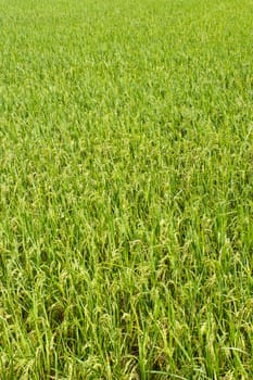 rice plant in rice field ,thailand