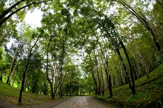 country road in the green forest, summer time