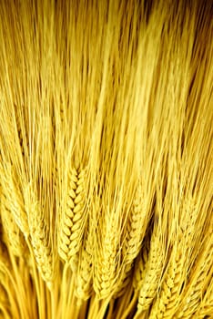 Bunch of stalks of golden wheat with shallow depth of field