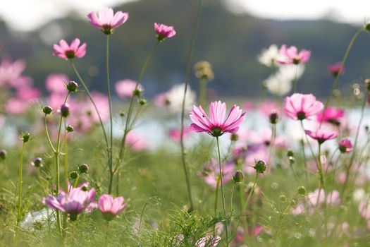 Blossom pink flower in a beautiful day.