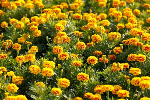 Orange marigolds growing in the garden, Thailand.