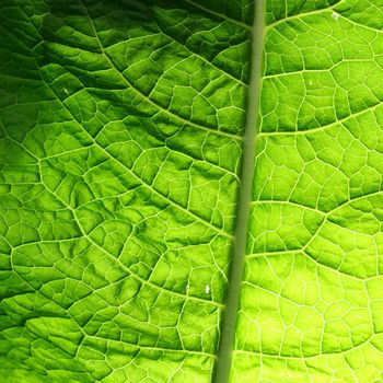 summer green leaf macro close up