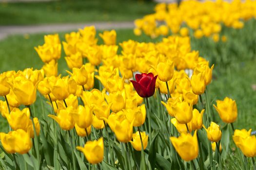 One red tulip in yelow tulips flowerbed