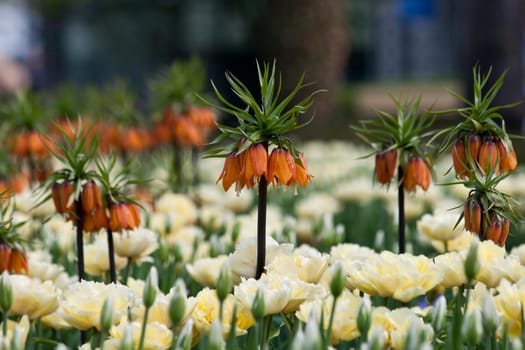 Exotic flover Frittilaria 'Imperialis Aurora' in the garden
