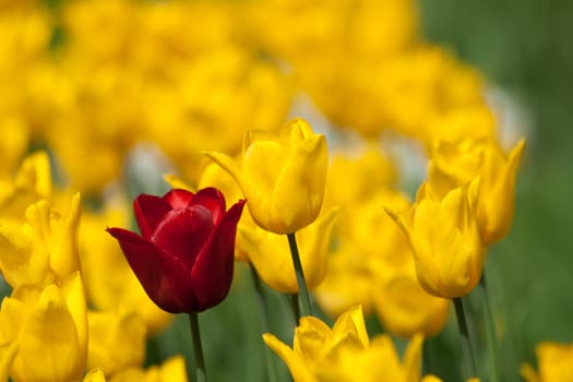 One red tulip in yelow tulips flowerbed