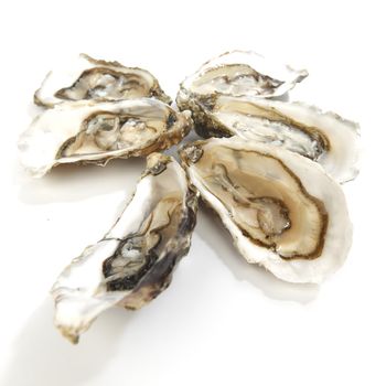 Oysters isolated on white background