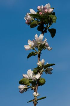 Apple tree branch with flowers on blue sky
