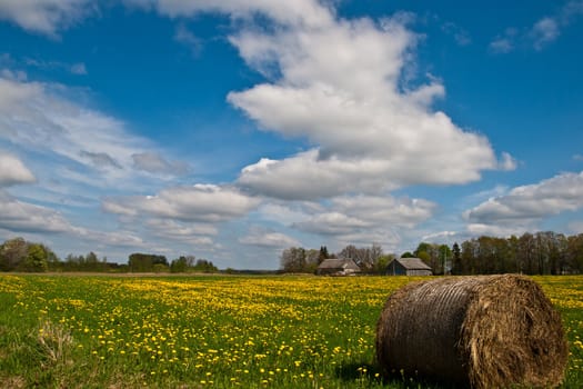 dandelion field with old bale and blue sky