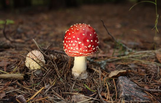 agaric mushroom among the pine needles