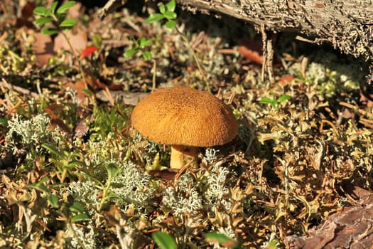 yellow mushroom mossiness mushrooms