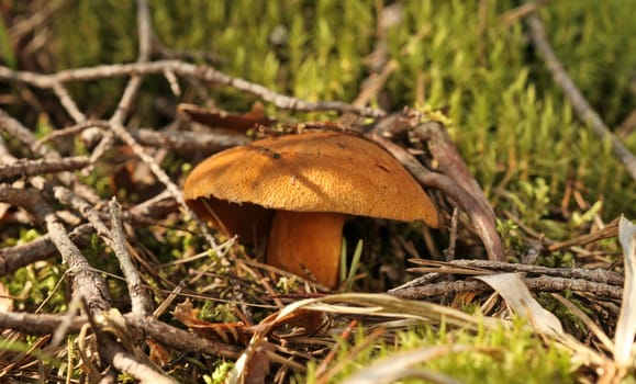 yellow mushroom mossiness mushrooms