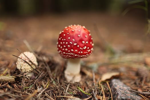 agaric mushroom among the pine needles
