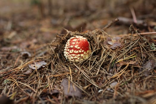 agaric mushroom among the pine needles
