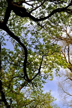 Tree and sky