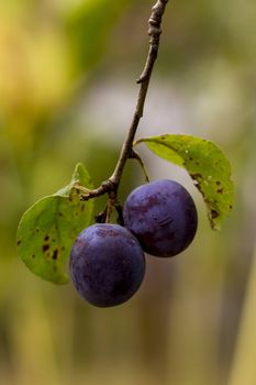 Organic plum on a tree, green leaves in the background