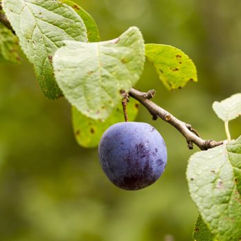 Organic plum on a tree, green leaves in the background