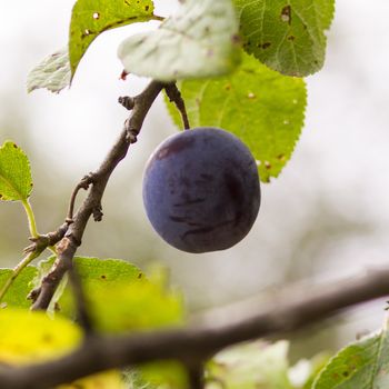 Organic plum on a tree, green leaves in the background