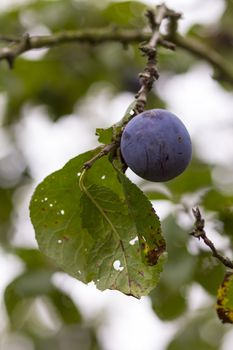 Organic plum on a tree, green leaves in the background