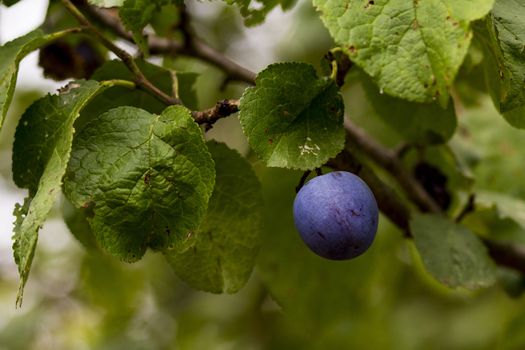 Organic plum on a tree, green leaves in the background
