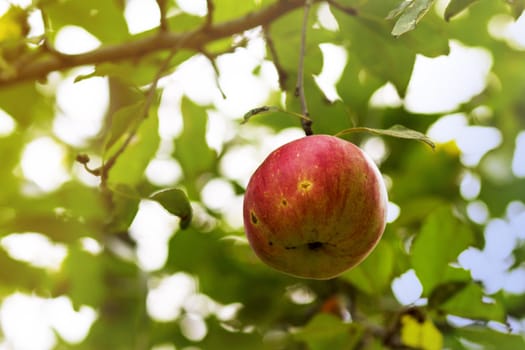 Red organic apple on the tree before green leaves