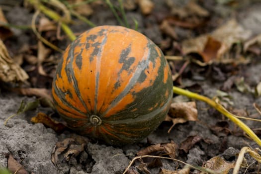 Big, orange coloured organic pumpkin in the field