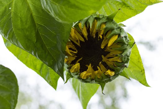 Yellow sunflower  with green leaves before the bright sky