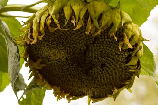 Yellow sunflower  with green leaves before the bright sky