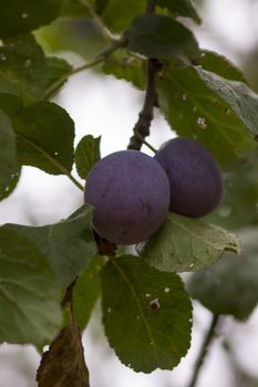 Organic plum on a tree, green leaves in the background