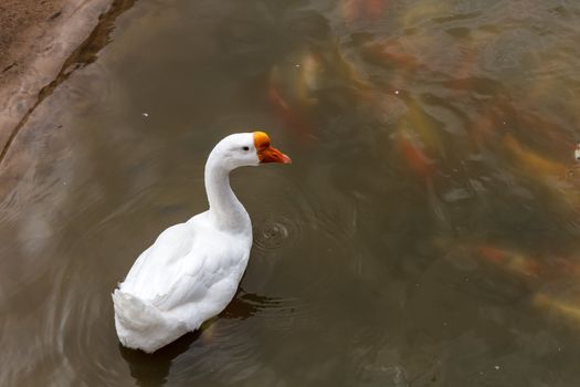 Goose swimming in the pond with many carps.