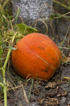 Big, orange coloured organic pumpkin in the field