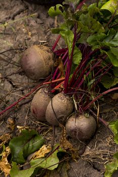 Bunch of organit beetroots on the ground