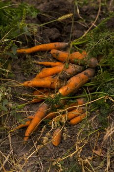 Bunch of orange coloured organic carrots on the ground