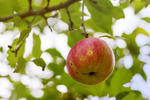 Red organic apple on the tree before green leaves