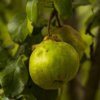 Green organic pear on the tree before green leaves