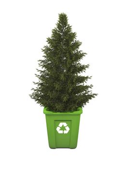 Recycling concept with coniferous tree growing in green recycle bin, isolated on white background