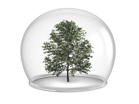 Tree inside glass bowl, concept of environmental protection and conservation, isolated on white background