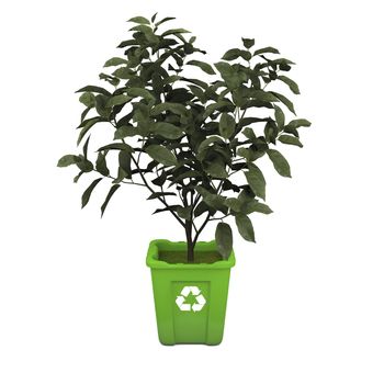 Recycling concept with young tea plant growing in green recycle bin