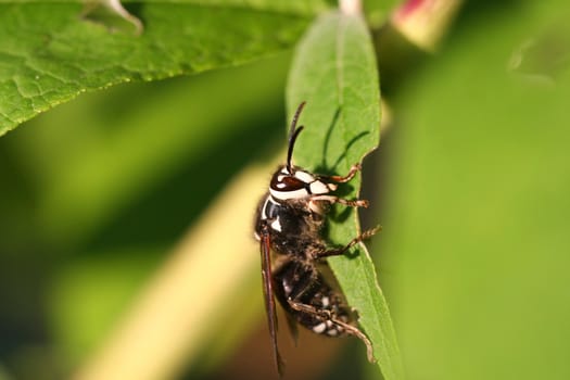 Bald-faced Hornet warming on leaf in late summer