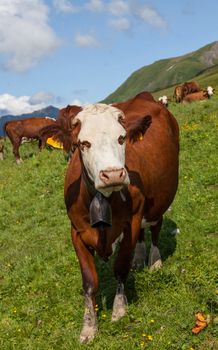 Image of a brown cow on a green slope at high altitude in the French Alps.