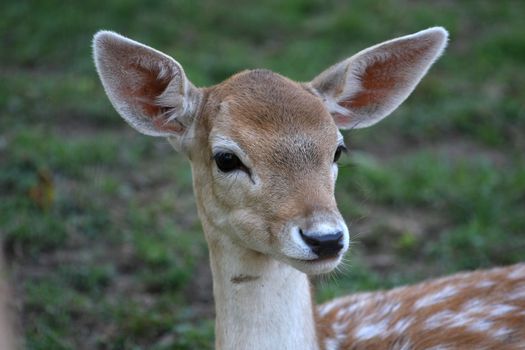 Fallow Deer closeup of face in late summer