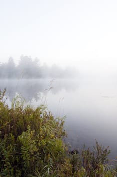 Green grass on the shore of the lake in the erly morning