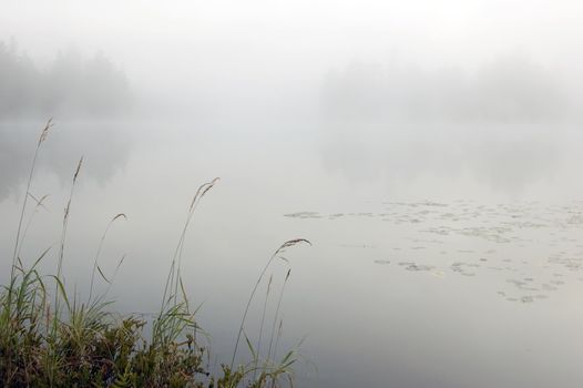 Green grass on the shore of the lake in the erly morning