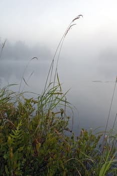 Green grass on the shore of the lake in the erly morning