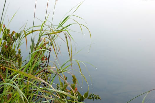 Green grass on the shore of the lake in the early morning